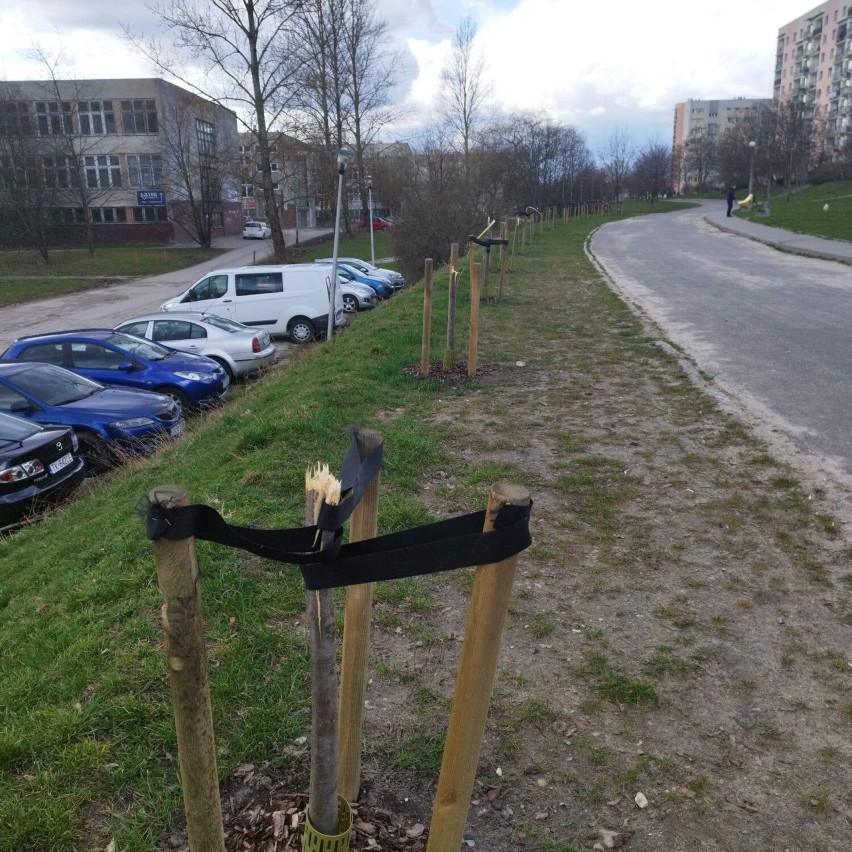 Wandale połamali drzewa na osiedlu w Kielcach. Policja szuka sprawców. Zobacz zdjęcia