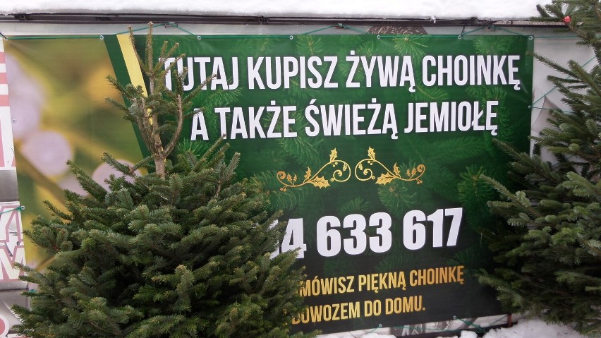 Myszków. Gdzie jeszcze można kupić żywą choinkę ZDJĘCIA