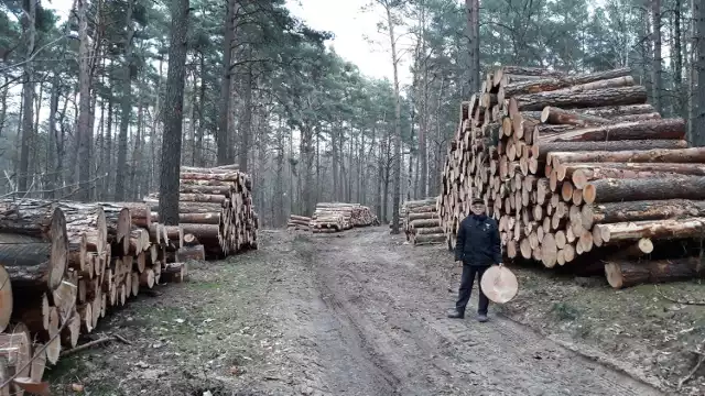 Zdzisław Białowąs przysłał nam zdjęcia i filmy wycinki drzew. Wyrżnięty pas drzew znajduje się między Ośrodkiem Kormoran a zatoką koło Ośrodka Ada. Napisał: „Uważam, że o tym barbarzyństwie powinni wiedzieć nie tylko mieszkańcy woj. lubuskiego ale wszyscy Polacy kochający przyrodę.”

Z żoną spacerowali po miejscu masakry i rozpaczali nad tą decyzją:
„Piękny las, tu wypoczywały dzieci, harcerze na obozach. Od 30 lat tu chodziliśmy. Zbieraliśmy grzyby, już nie będzie grzybów. Wspaniałe drzew, płakać się chce. Komu przeszkadzały te drzewa. W takim miejscu ktoś pozwolił je wyciąć. Leżą teraz te drzewa jak nieboszczyki. Jaki cel miała ta wycinka? Pobojowisko zostało. Coś okropnego.”
ZOBACZ:
WYCINKA DRZEW W OKOLICY STAREJ MLECZARNI W ZIELONEJ GÓRZE