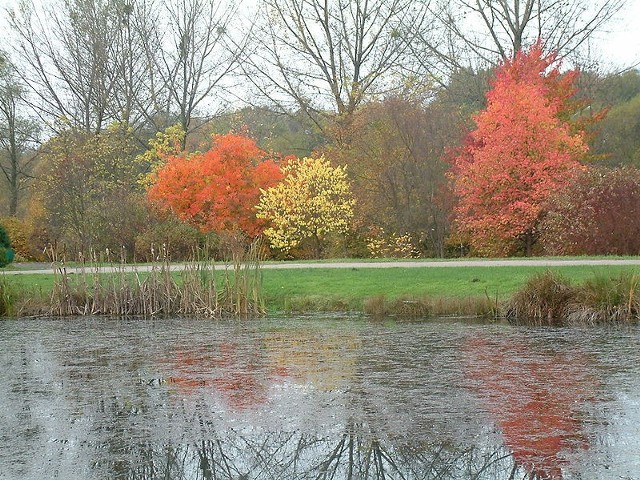 Źródło: http://commons.wikimedia.org/wiki/File:Jesie%C5%84_Botanik_Pozna%C5%84.JPG