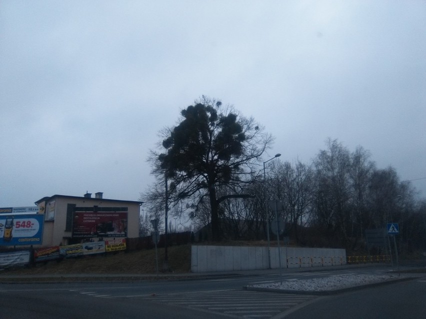 Drzewa w Wodzisławiu Śl. atakuje jemioła