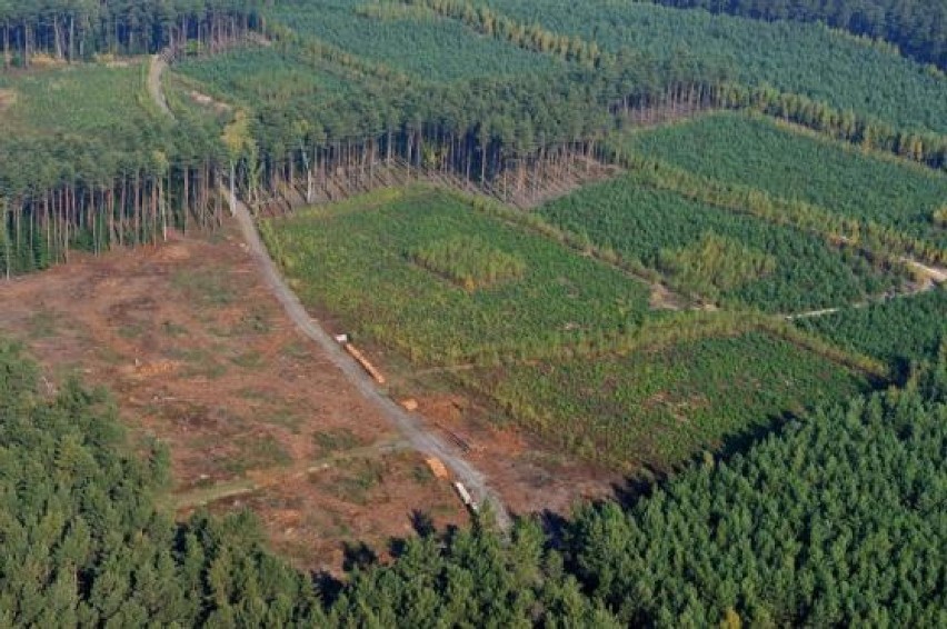 Przerażająca mapa wycinki lasów wokół Zduńskiej Woli. Przygotowali ją społecznicy