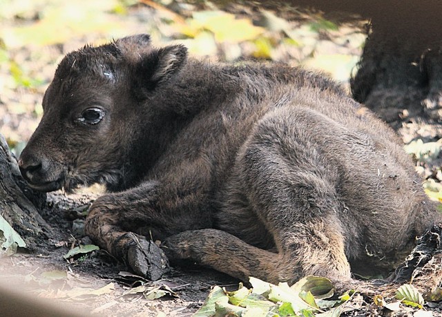 Mały żubr pojawił się na wybiegu. Cały czas trzymał się jednak "spódnicy" mamy