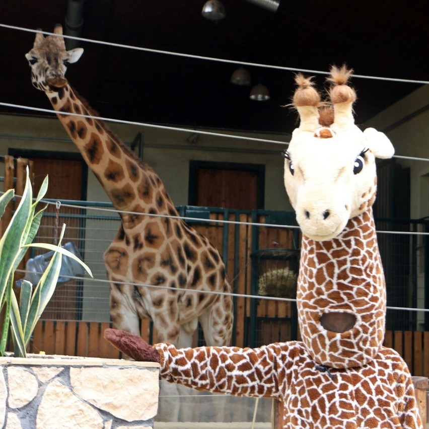 Gdańskie zoo zachęca: U nas zdjęcia z maskotkami ZA DARMO! Jest też ważny apel