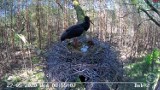 Bociany czarne online prosto z gniazda w lesie w województwie łódzkim