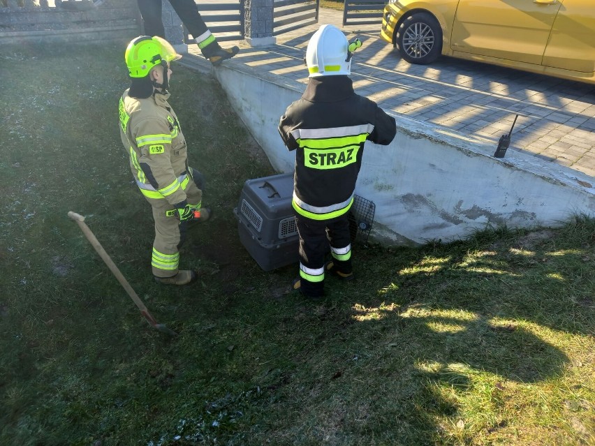 Powiat kaliski: Strażacy uratowali psy uwięzione w przepuście drogowym. ZDJĘCIA