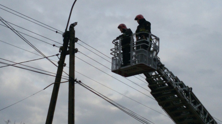 Lędziny: Strażacy uratowali kota uwięzionego na słupie [FOTO, WIDEO]