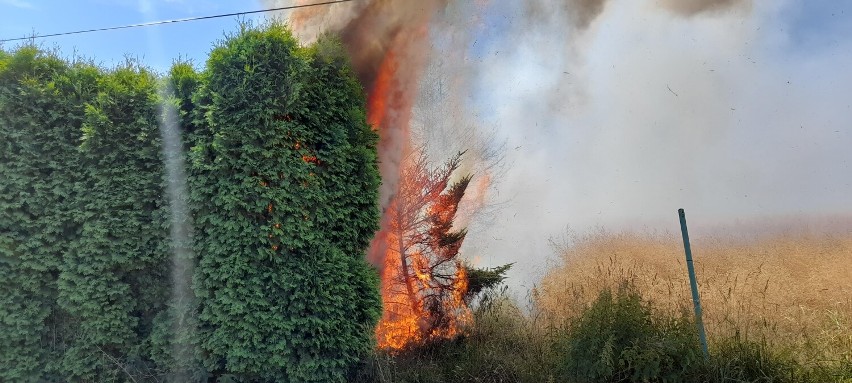 W pożarze spłonęło kilkadziesiąt krzewów.