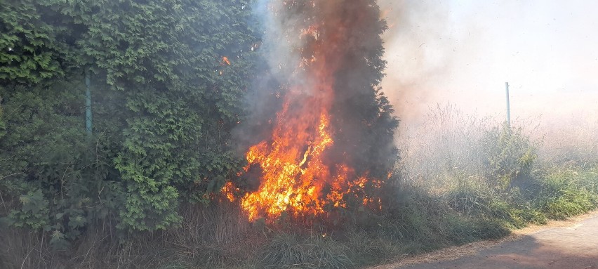 W pożarze spłonęło kilkadziesiąt krzewów.