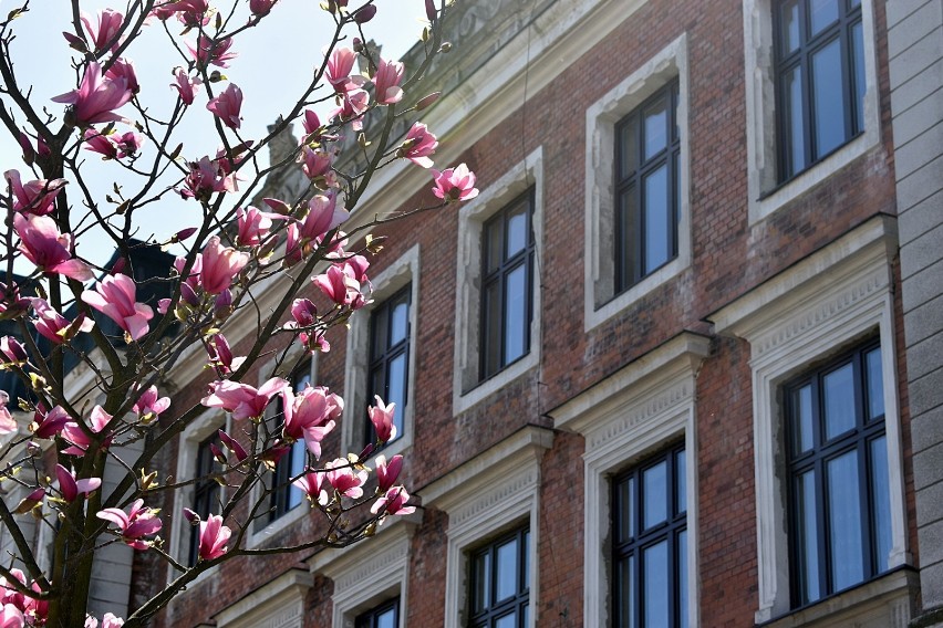 W mieście zakwitły aleje magnolii i grusz. Zabieramy Was na spacer!