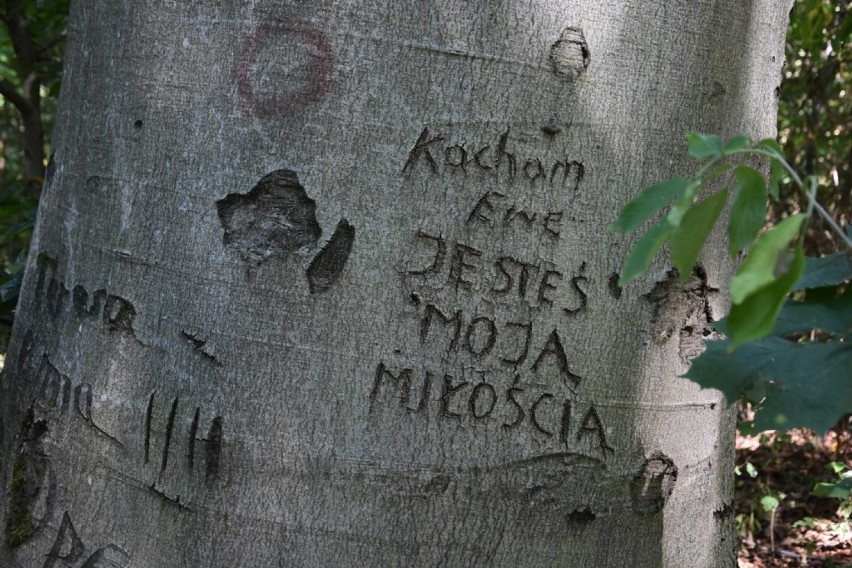 Widziały wiele, nie powiedzą nic... Historie miłosne pokoleń zapisane na drzewach [ZDJĘCIA]