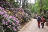 Najlepszy czas, by podziwiać kwitnące różaneczniki w Parku Zdrojowym w Szczawnie-Zdroju - zdjęcia