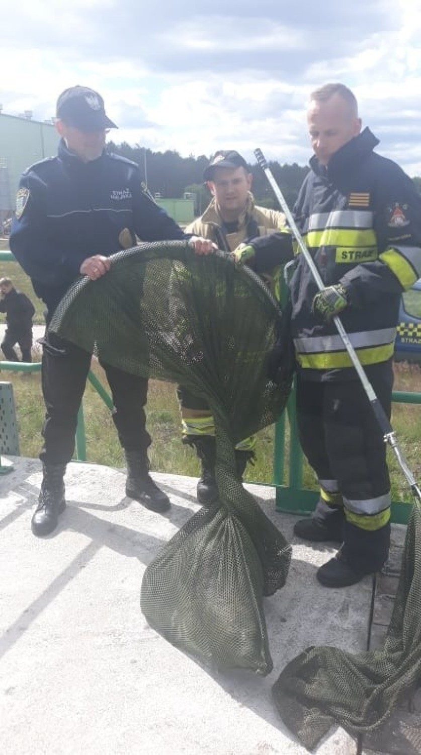 Bóbr wpadł do komory napowietrzania w oczyszczalni ścieków.