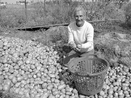 Producenci ziemniaków mają od marca dodatkowe obowiązki.