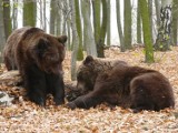 Niedźwiedzie w Nowym Zoo już się bawią na wybiegu [zdjęcia]