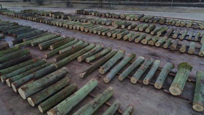 Rekordowe sumy za wyjątkowe drewno z pilskich lasów