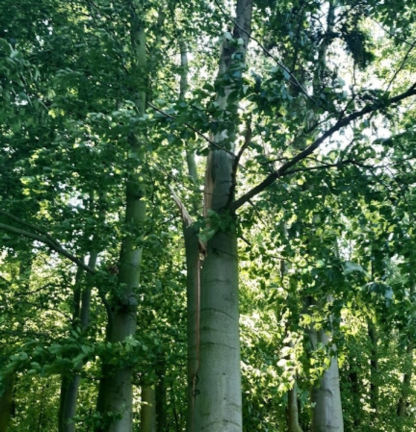Malbork w obiektywie. Powalone drzewa w Parku Miejskim - skutek ostatnich porywów wiatru