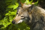 Powiat człuchowski: Pojawiły się wilki. Czy zagrażają mieszkańcom Koczały?