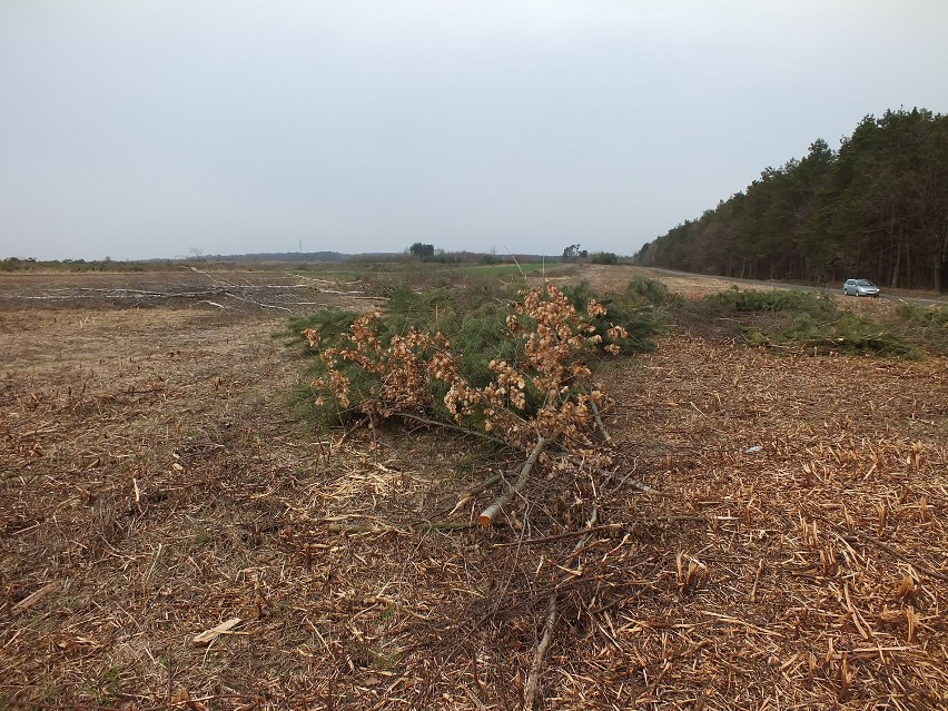 Prawie 3500 drzew wycięto na terenie strefy ekonomicznej w...
