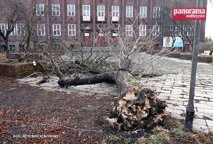 Na szczęście kasztanowiec runął na pusty, ogrodzony plac, a...