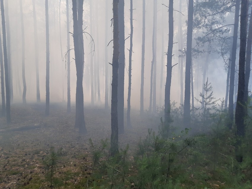 W dwa dni spłonęły blisko 2 ha lasów i 3 ha nieużytków. Pożar gasiło kilkanaście zastępów [zdjęcia]