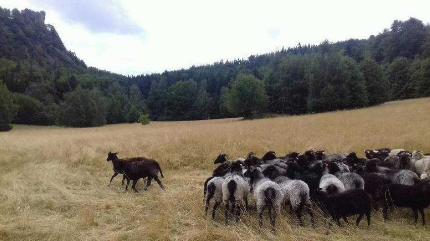 Owce wrzosówki pomagają w ochronie łąk Karkonskiego Parku Narodowego