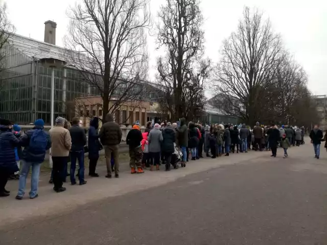 W niedzielę każdy chcący zwiedzić palmiarnię, musiał swoje odstać w kolejce.