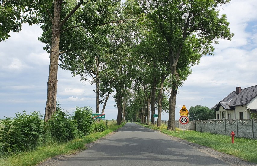 Droga Goniembice  - Osieczna i dalej do Lipna porośnięta jest potężnymi drzewami. Mają być wycięte przy okazji modernizacji