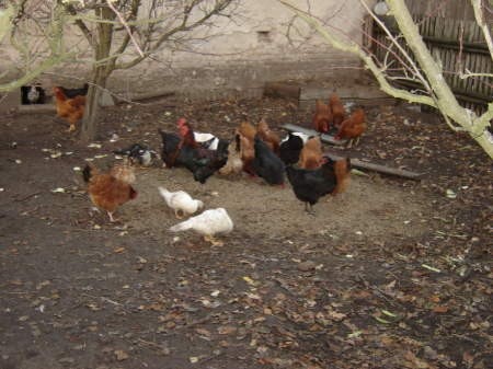 Zakazem utrzymywania ptaków na otwartej przestrzeni martwią się nie tylko kury. Jak zapewniają hodowcy najlepsze jajka znoszą kury dziobiące na podwórku... Fot. P. FURTAK