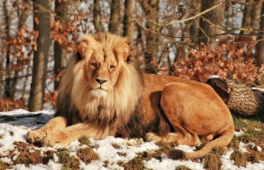 Lolek i jego stado. Lew, który wyjechał z Gdańska do ogrodu zoologicznego w Czechach, stał się prawdziwym królem [zdjęcia]