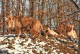 Lolek i jego stado. Lew, który wyjechał z Gdańska do ogrodu zoologicznego w Czechach, stał się prawdziwym królem [zdjęcia]