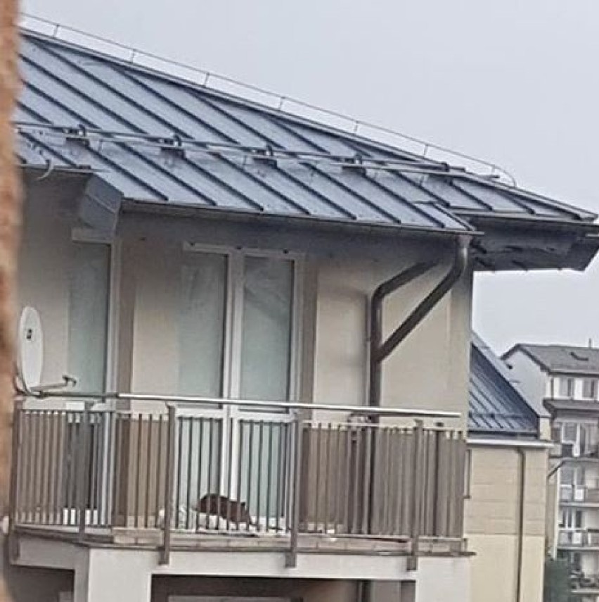 Pies spędził kilka godzin zamnięty na balkonie na Oruni Górnej w Gdańsku. Interweniowała policja