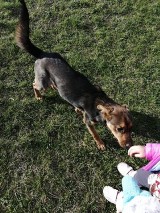 Gmina Kiszkowo: pozostawony pies szuka domu. Najprawdopodobniej ktoś go wyrzucił 