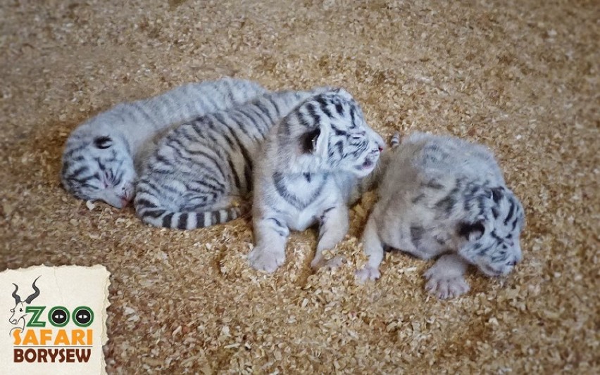 Białe tygrysy urodziły się w Zoo Safari w Borysewie