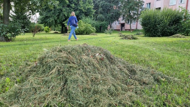 Mieszkańcy osiedla Sandomierskie w Kielcach są zbulwersowani  porą koszenia trawy.