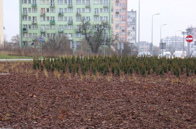 Ponad trzy i pół tysiąca roślin posadzono na rondzie u zbiegu ulic Grunwaldzkiej i Podklasztornej w Kielcach.