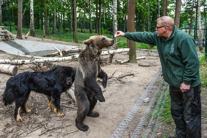 Zoo w Poznaniu od kuchni

Źródło: gloswielkopolski.pl /...