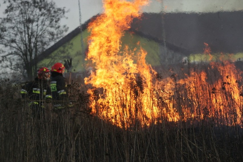 Płoną trawy w Legnicy