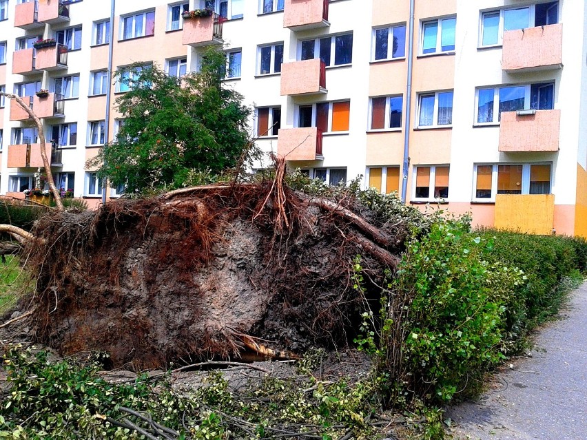   Na skutek wichury na Rydygiera w Toruniu  dwie topole przewróciły się na blok