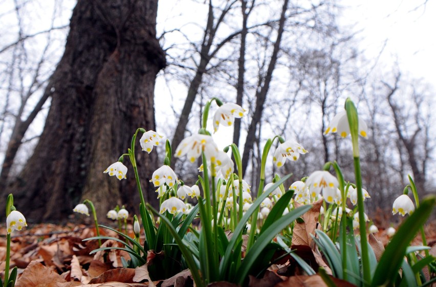 Ogród Botaniczny UW