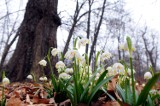 Ogród Botaniczny UW. Wiosna wraca do Warszawy! Zaplanuj spacer wśród wiosennych kwiatów