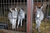Zoo w Poznaniu przeprasza za rozdzielenie osiołków i umieszcza je znów razem