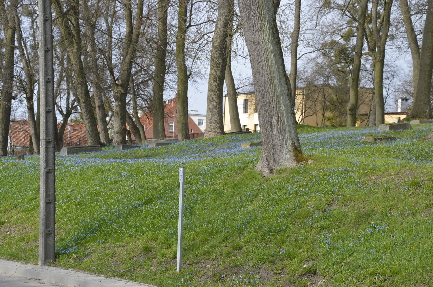 Cebulica syberyjska znów zakwitła w Sztumie - niebieski dywan kwiatów na ul. Kochanowskiego