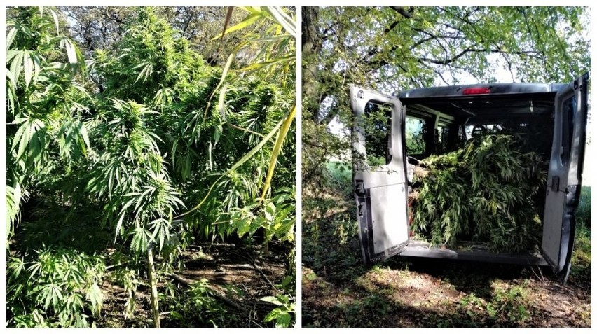 Plantacja marihuany w gminie Niechlów. Odkryli ją myśliwi  [ZDJĘCIA]