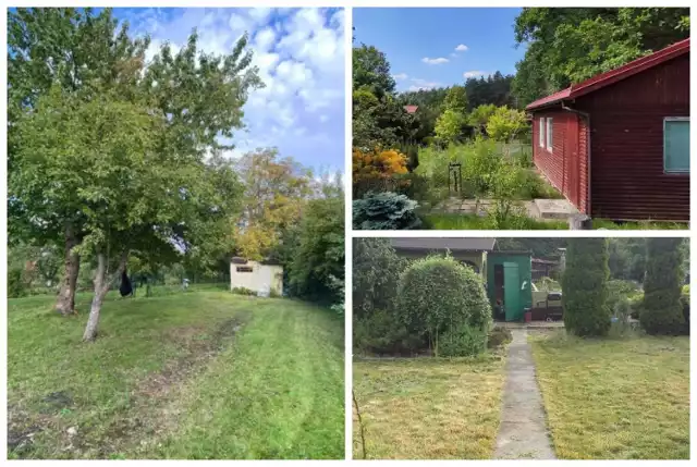 Oto najtańsze ogródki działkowe w Polsce. Ich ceny nie przekraczają 10 tysięcy złotych. Jak wyglądają i gdzie się znajdują? 

Sprawdź wszystkie oferty ---->
