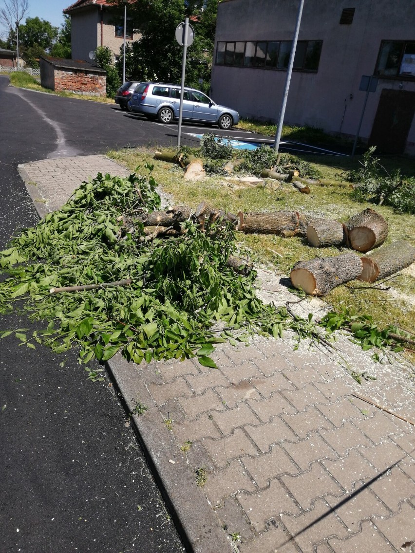 Czytelnik ze Szprotawy jest oburzony wycinką drzew na...