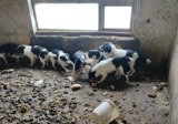 OTOZ Animals Kwidzyn po interwencji w gminie Sadlinki: „Pilnie potrzebne domy tymczasowe! Błagamy o pomoc” [ZDJĘCIA]