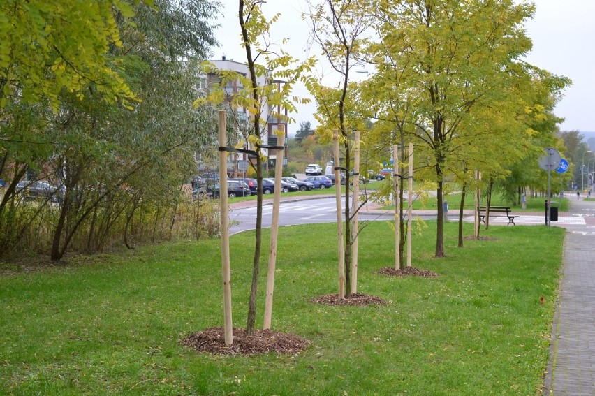 Więcej zieleni w Puławach. Zobacz gdzie pojawiły się nowe drzewa i krzewy