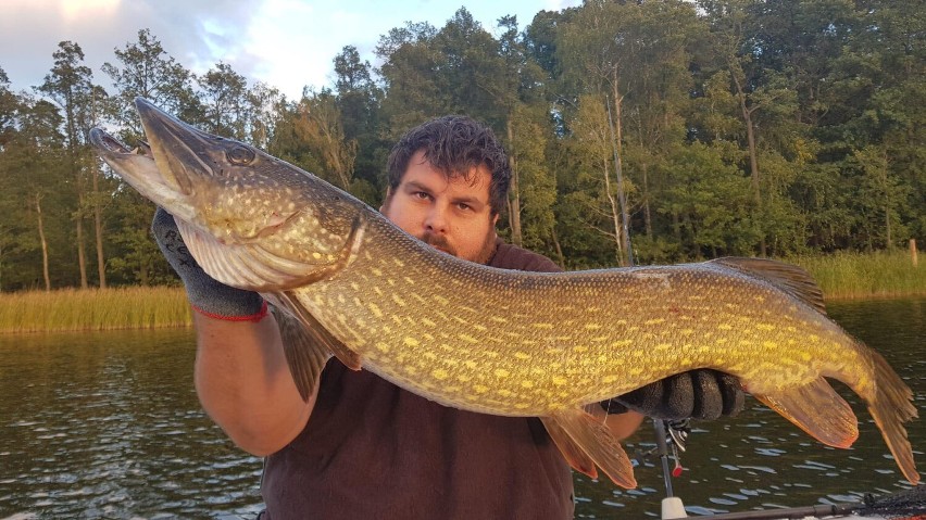 Wielka ryba w jeziorze Borówno. Ponad 8 kilogramowego szczupaka złowił mieszkaniec Kujanek