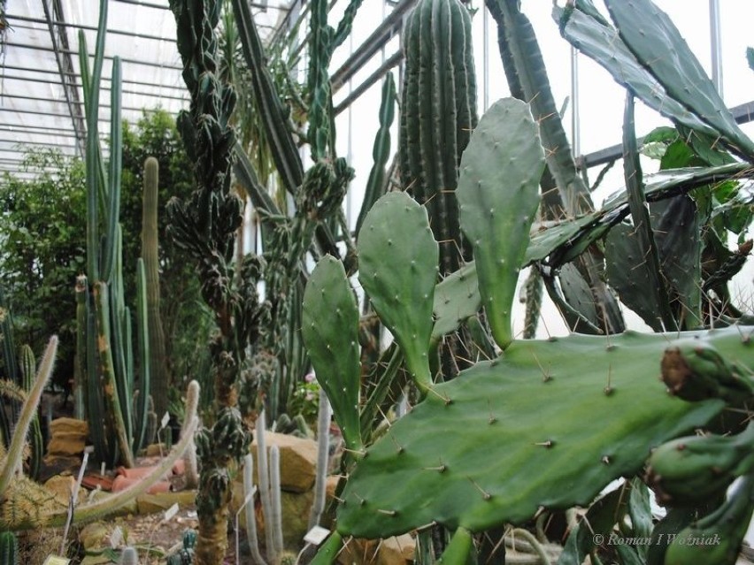 Kaktusy w cieplarni. Fot. Roman Woźniak
